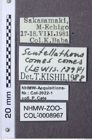 Etiketten zu Scutellathous comes (NHMW-ZOO-COL-0008967)